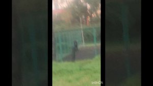 Беру себя за волосы и тяну на стадион.Моя пробежка после 55 лет по стадиону.