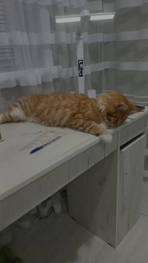 симба