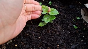 Как выращивать берёзы из семян