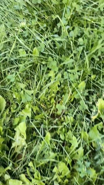 Трава после дождя смотреть онлайн