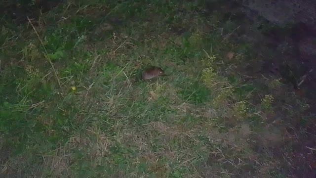 Мышка в Старом Петергофе.