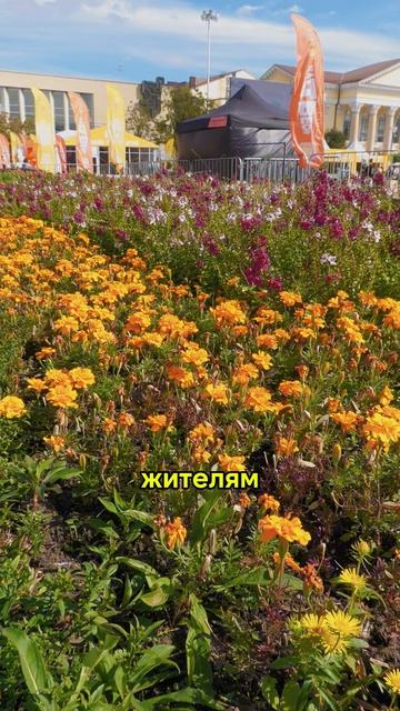 Ставропольские цветники смотреть онлайн