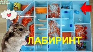 Лабиринт для хомяка своими руками Челлендж Полоса препятствий Игровая комната