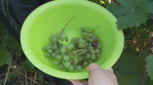 КУДА Я СТОЛЬКО ЗАКРУЧИВАЮ? СОБРАЛИ ВИНОГРАД, ПРИЯТНЫЕ ХЛОПОТЫ