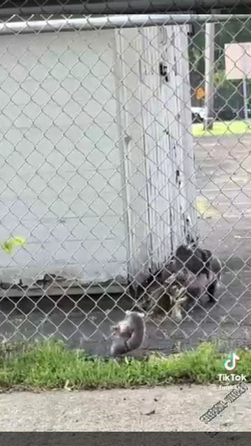 Многодетная мать