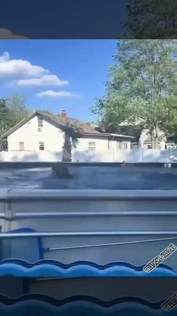 Любят поплавать в бассейне