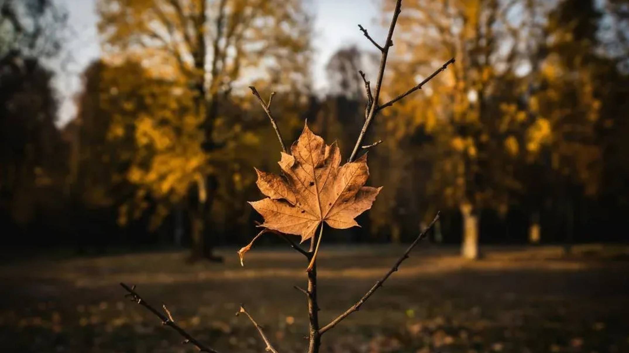 🍂 Осенняя ... 🍂 смотреть онлайн