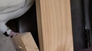 Ястреб не даёт погонять голубей                petal_20250919_095232.mp4