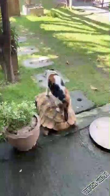 Покатай меня чуть-чуть