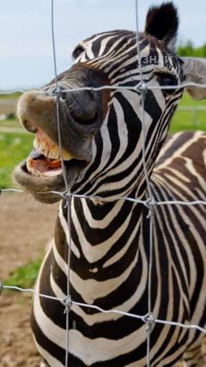 Зебра для льва - как мерцающий штрихкод!