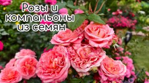 Розы и компаньоны из семян