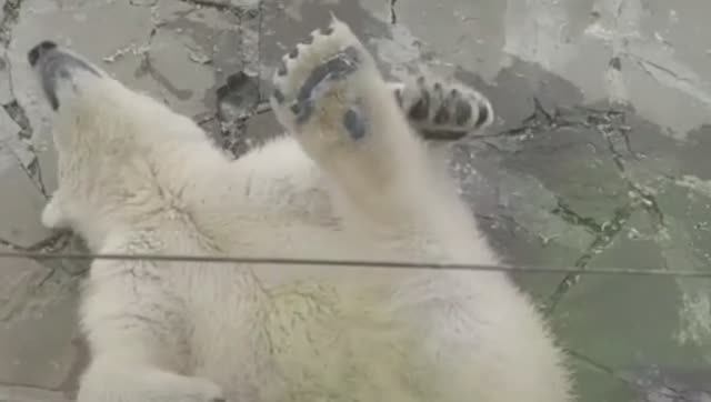 Белые мишки. смотреть онлайн