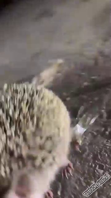 Ёжик пришёл за помощью