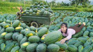 Трудяга Хуонг, собирает урожай спелых арбузов. Для продажи на рынке, в деревне.