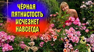 Чем обработать РОЗЫ ЛЕТОМ от ЧЕРНОЙ ПЯТНИСТОСТИ. СУПЕР Коктейль 4 в 1