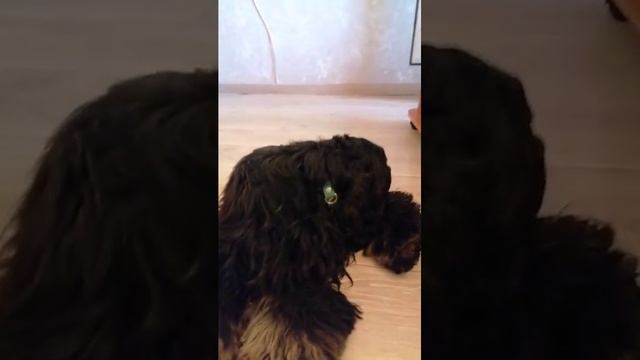 Отдых с Ричи смотреть онлайн