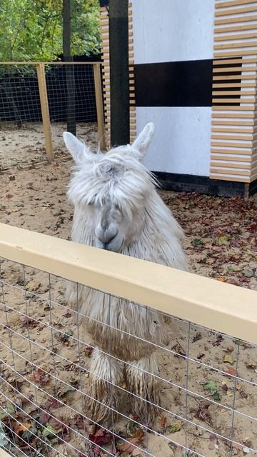 Альпаки в Сокольниках