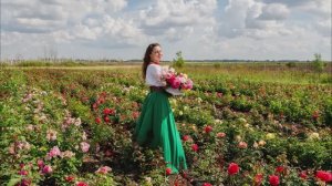 Прививка роз на шиповник