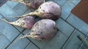 Брюква Красносельская