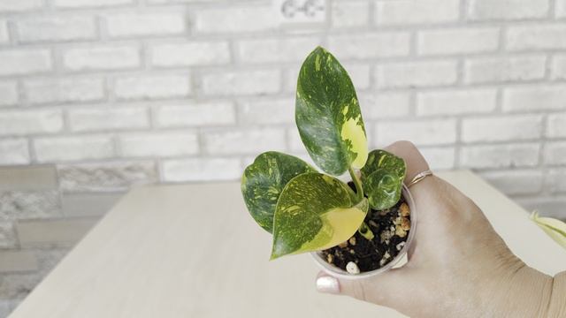 Мои новинки растений с выставки в Краснодаре ☘️🌸🌿😊 смотреть онлайн