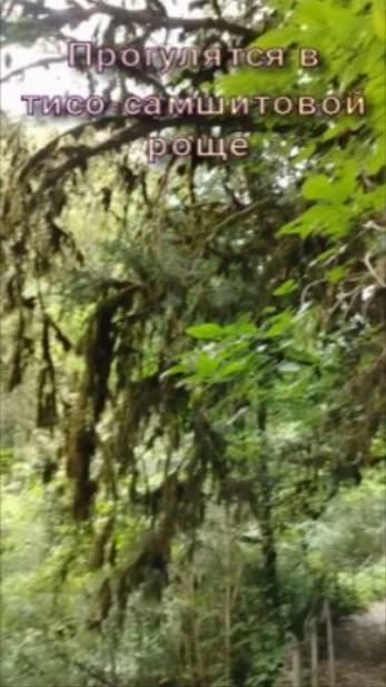 Тисо-самшитовая роща. Сочи.