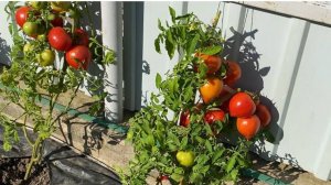 Дневник моих огородных дел. 9 сентября 2025 года