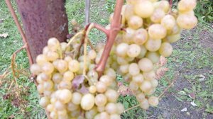 КАК ПОЖИВАЕТ ДАЧА В ТРЕТЬЕЙ ДЕКАДЕ СЕНТЯБРЯ? ОГУРЦЫ ПРОДОЛЖАЮТ РАДОВАТЬ. СОБИРАЕМ УРОЖАЙ 😍😍😍