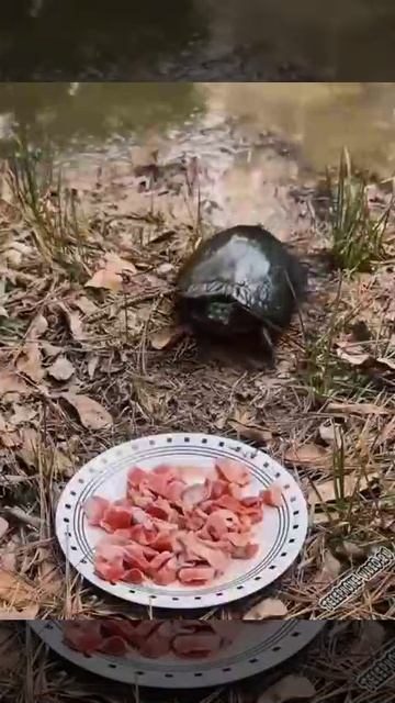 Запасливая черепаха