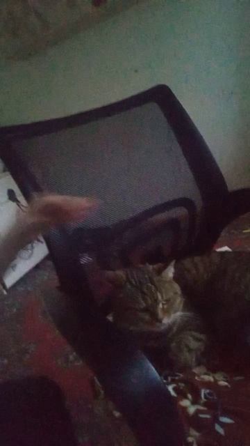 VID_20250919_174521.mp4