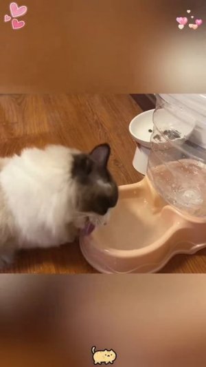 #приколы #юмор #прикол #смешно #коты #кот #кошки #котята #топ #топчик #роликдня #видеодня #лучшее #л