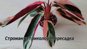 Пересадка Строманты на фитильный полив в минеральный грунт