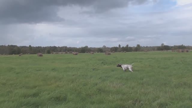 Курцхаар Эрик. Быстрота и манера поиска. Работа, имитация выстрела. смотреть онлайн