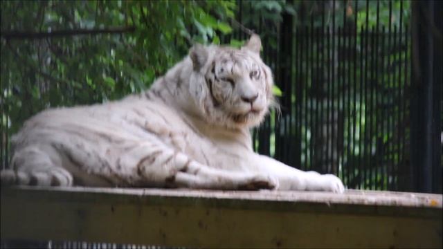 Прощай, Зая! Видео от 13 июля 2025 года. смотреть онлайн
