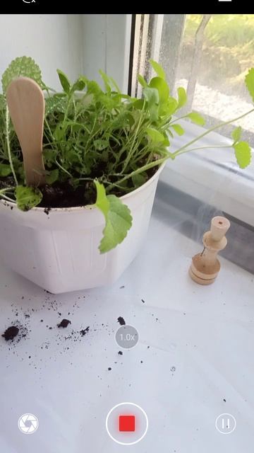 показываю свои растения в реальной жизни