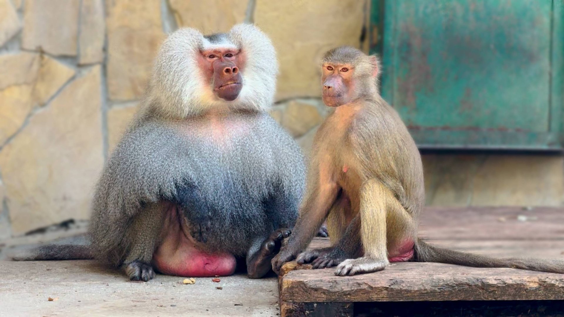 Лида аж на качелю прыгнула за Люсей с кукурузой! И снова - ОТСЧЕТ ПОШЕЛ! Ритка дразнит Елисея! смотреть онлайн