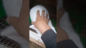 Кролики породы Белый Паннон