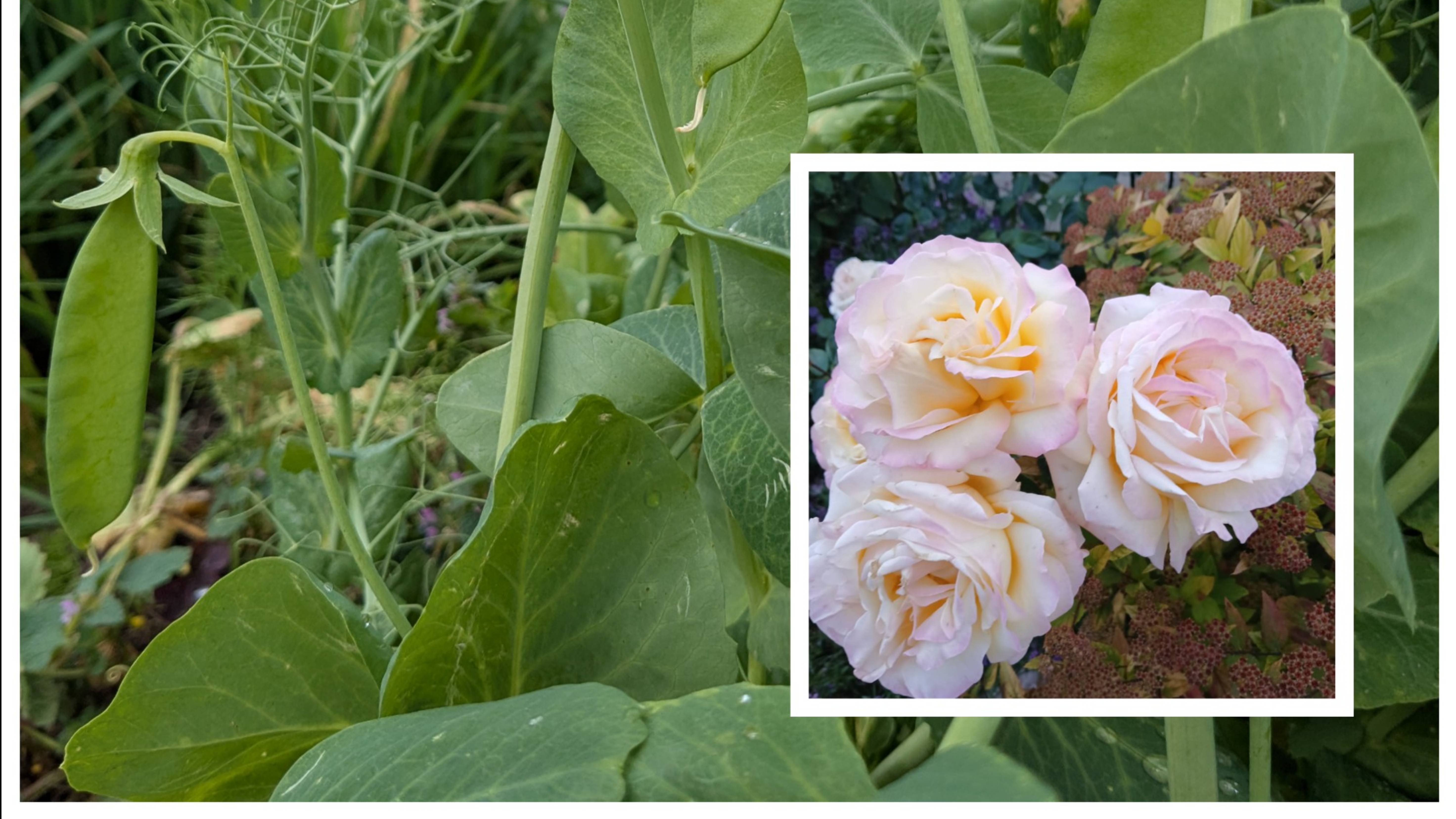 Навожу порядок на участке.Перевожу дрова. смотреть онлайн