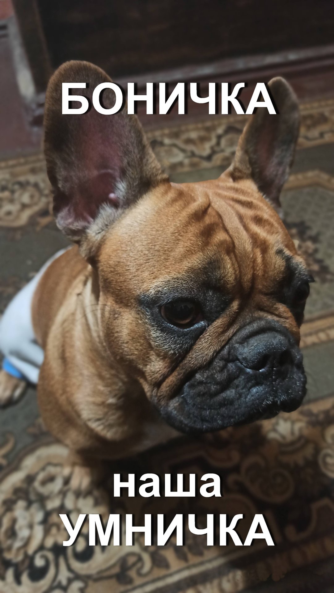 Боничка на даче