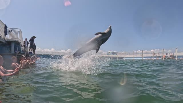 Куба, May 2024, дельфинарий в океане смотреть онлайн