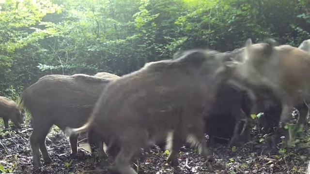 Кабанчики видео фото ловушки смотреть онлайн