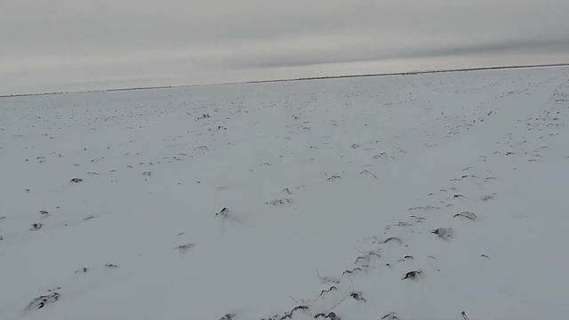 Охота на зайцев  Если снега мало, ищи в пашне