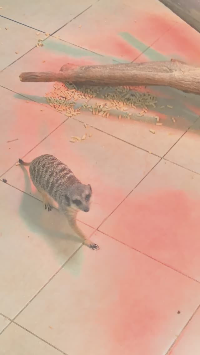 Сурикаты-непоседы смотреть онлайн