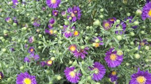 Привезли землю. Купили дочке велосипед 🚲. Маринованные шампиньоны. Сварила студень.