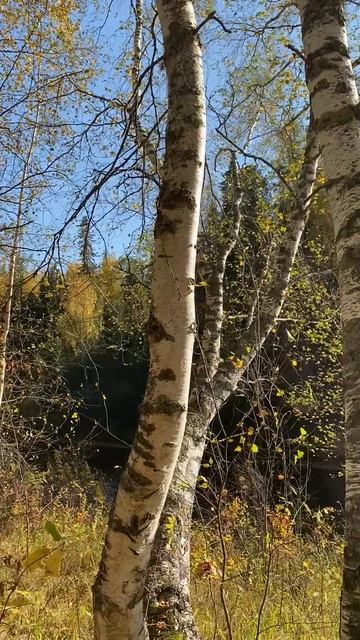 Осень в лесу / релакс / хмао 🍁🍂 смотреть онлайн