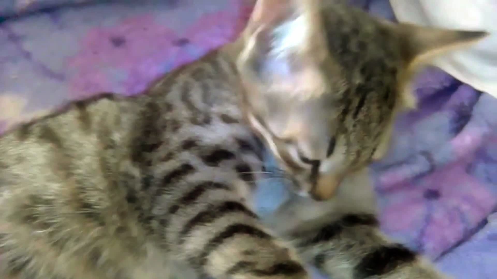 Максику 4 месяца. Когда деревья были большими😻😁! смотреть онлайн