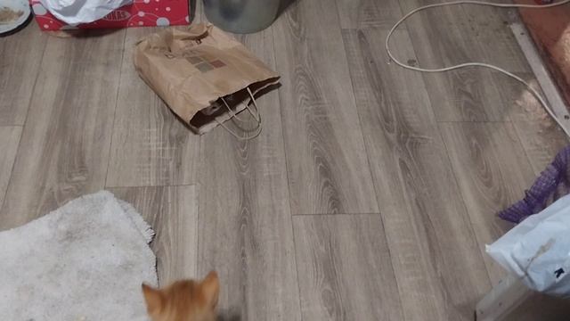 Котёнок спрятался в пакете и не хочет выходить :) смотреть онлайн