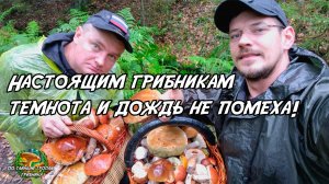 Настоящим грибникам темнота и дождь не помеха!  Еловые белые, подосиновики разных форм и расцветок!