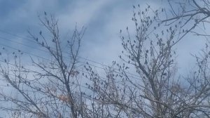 Скворцы на земле и на дереве VID_20250919_083737.mp4