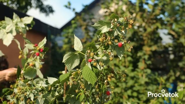 ТРИ ПРИЕМА НА МАЛИНЕ ОСЕНЬЮ, которые значительно увеличат урожай смотреть онлайн