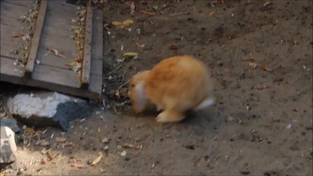 Кролики с крольчатами 15.09.2025 смотреть онлайн